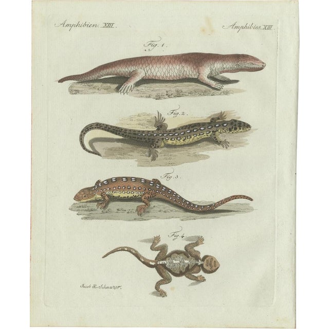 Bertuch, Four Exotic Lizards, 1802, Engraving For Sale - Image 9 of 9