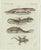 Bertuch, Four Exotic Lizards, 1802, Engraving For Sale - Image 9 of 9