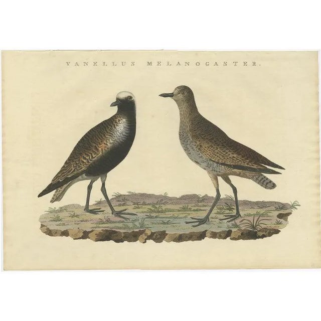 Sepp & Nozeman, Grey Plover, 1829, Paper For Sale