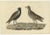 Sepp & Nozeman, Grey Plover, 1829, Paper For Sale