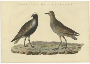 Sepp & Nozeman, Grey Plover, 1829, Paper