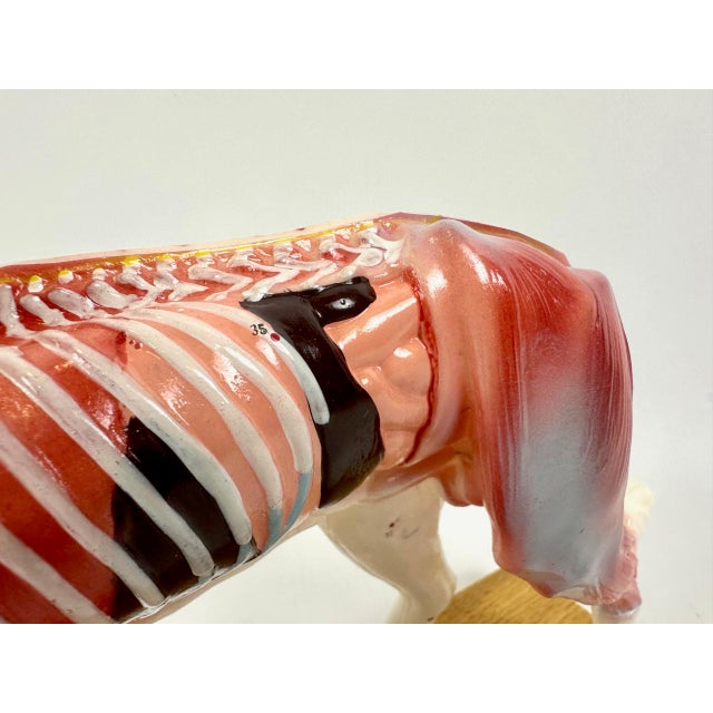 Vintage Vinyl Dog Acupuncture Model, 1970s For Sale - Image 4 of 16