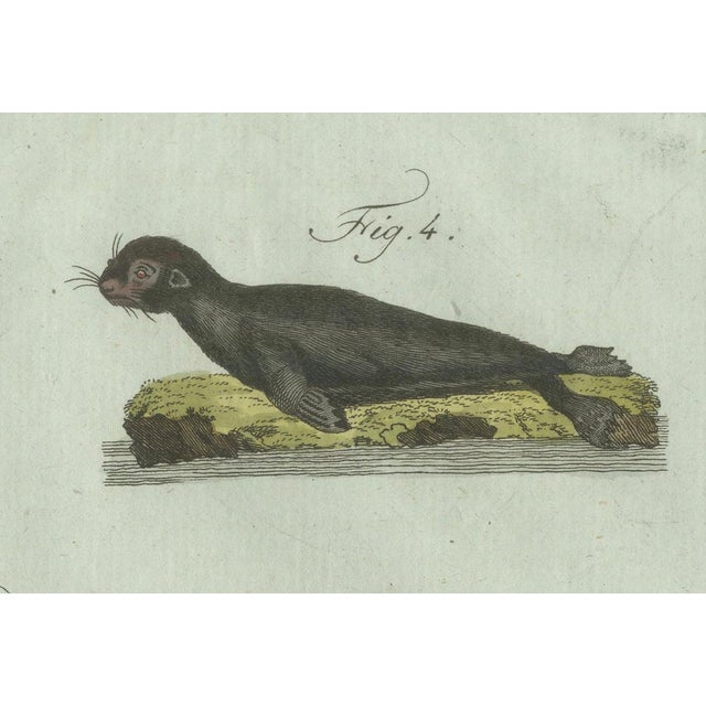 Bertuch, Four Seals, 1800, Engraving For Sale - Image 4 of 10