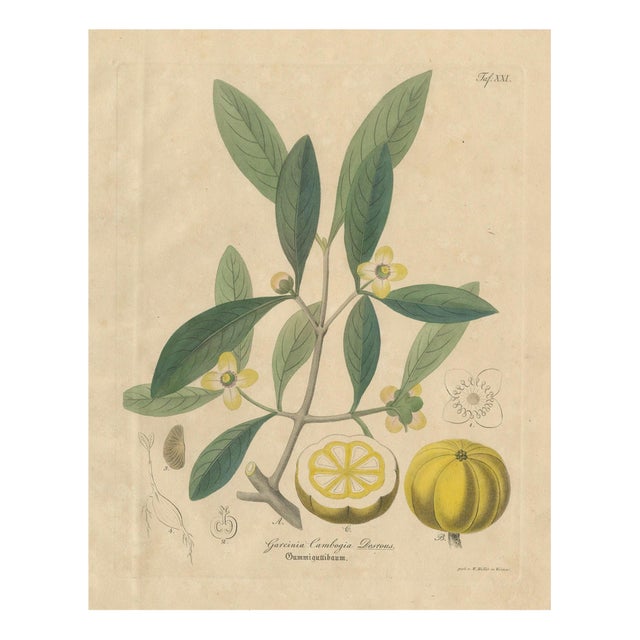 Antique Gamboge Botanical Print Garcinia Cambogia, 1831 For Sale