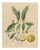 Antique Gamboge Botanical Print Garcinia Cambogia, 1831 For Sale