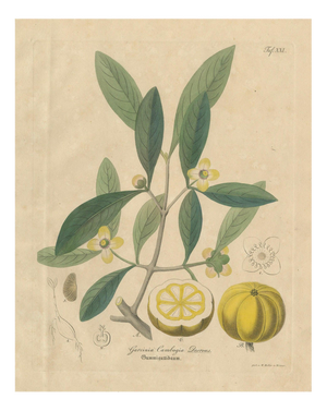 Antique Gamboge Botanical Print Garcinia Cambogia, 1831