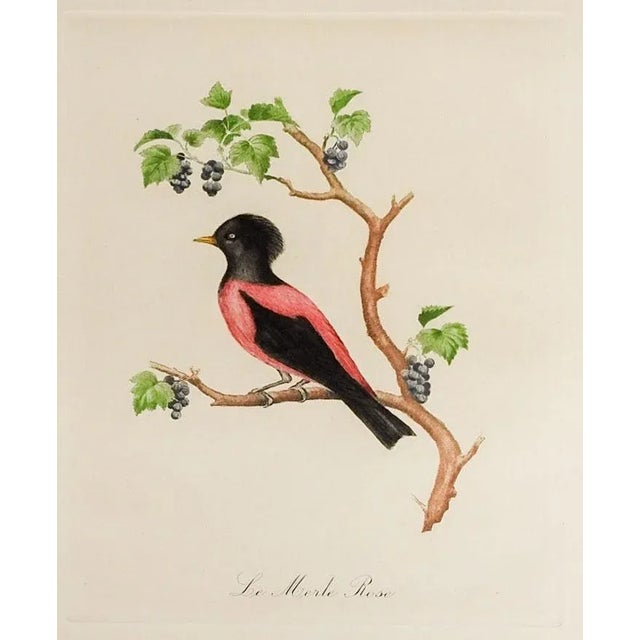 Pair of vintage early 20th century tropical bird colored prints. Later reprint of the late 18th century French natural...