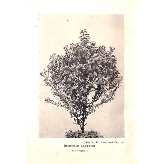 White "Michaelmas Daisies & Other Garden Asters" Book 1947 Ranson, e.r. For Sale - Image 8 of 8