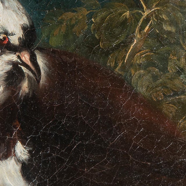 Domenico Guidobono, Living Nature with Pigeon, 18th-17th Century, Oil on Canvas, Framed For Sale - Image 7 of 12