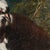 Domenico Guidobono, Living Nature with Pigeon, 18th-17th Century, Oil on Canvas, Framed For Sale - Image 7 of 12