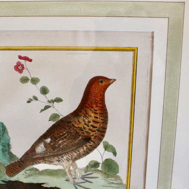 Set of Six Finely Framed Original Engravings of Grouse by François-Nicolas Martinet, 18th Century For Sale - Image 13 of 16