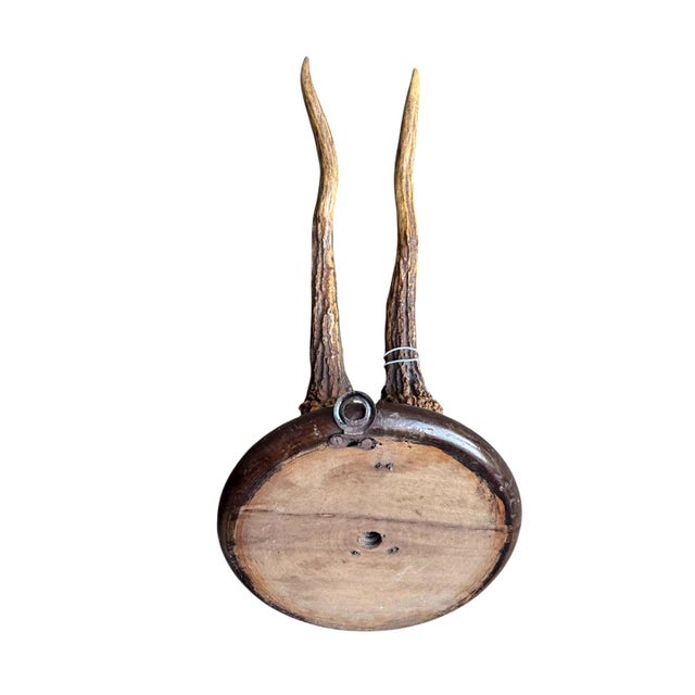 1900 - 1909 Roe Deer Trophy 189 Black Forest Antlers For Sale - Image 5 of 5
