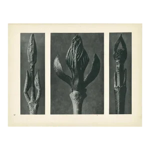 1928 Karl Blossfeldt Original Period Photogravure N9