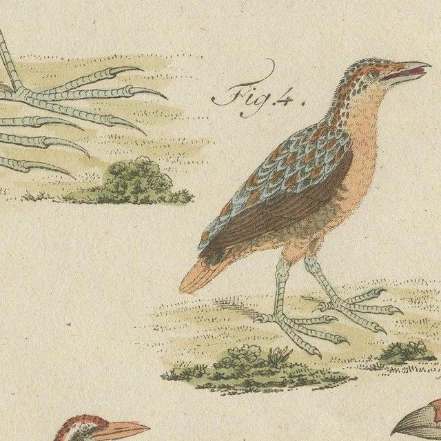 Bertuch, Jacanas and Wading Birds with Long Toes, 1805, Print For Sale - Image 6 of 12