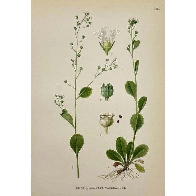 Carl Lindman Botanical Prints – Buttercups, Dock, Brookweed & Alpine (1922), Set of 8 For Sale In Denver - Image 6 of 9