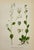 Carl Lindman Botanical Prints – Buttercups, Dock, Brookweed & Alpine (1922), Set of 8 For Sale In Denver - Image 6 of 9
