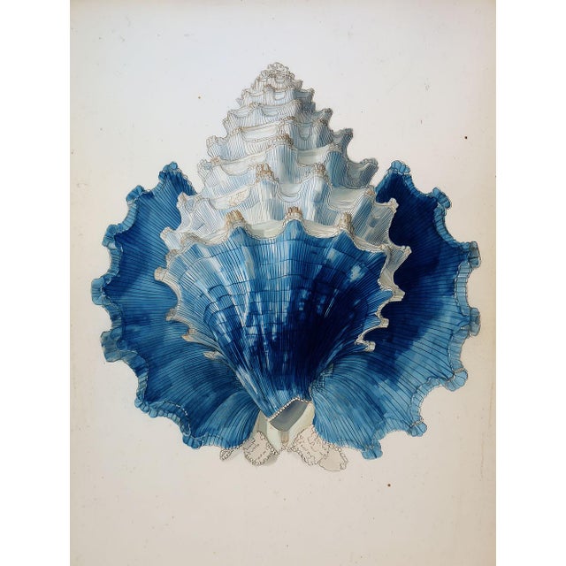 Set of 8 – Blue and White Conch Shells Collection | Coastal Natural History Fine Art Prints For Sale - Image 13 of 18