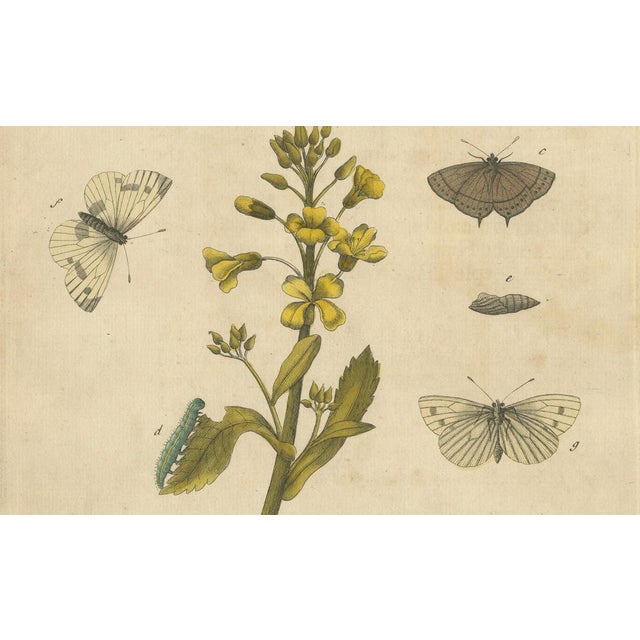 Early 18th Century Albin, Butterfly Life Cycle on Oak & Wallflower, 1720, Paper For Sale - Image 5 of 9