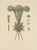 Late 19th Century Hefner-Alteneck, Hat Jewelry with Feathers, 1890, Print For Sale - Image 5 of 5