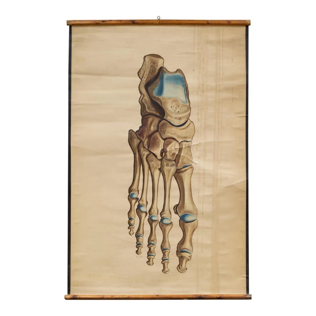 Antique Medical Class Anatomy Scroll of Foot C.1920-1940 For Sale