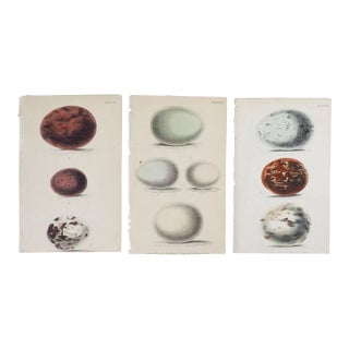 Small Antique Bird Egg Engravings Hand Colored Book Plates - Set of 3 For Sale