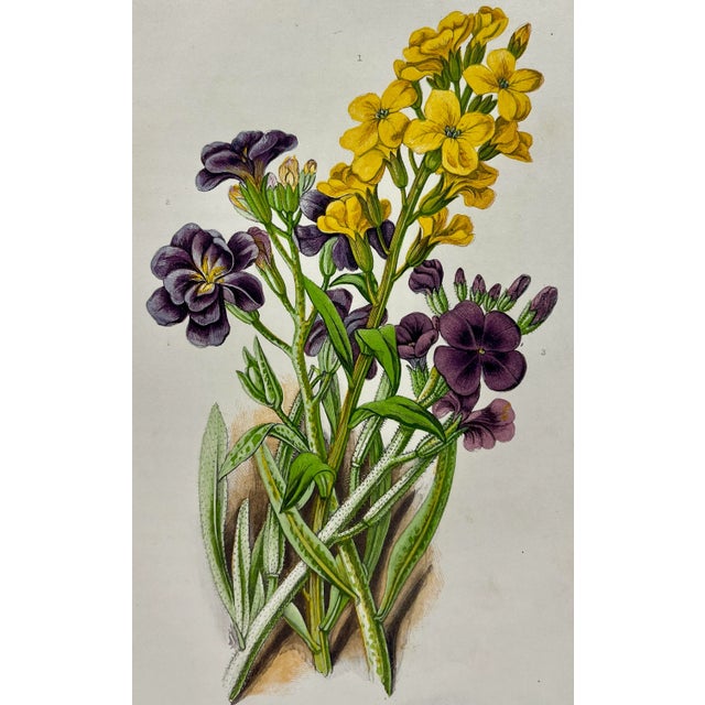 Antique W. Dickes & Co Botanical Print Showcasing Varieties of Purple Stock Flowers and Yellow Wallflowers With Green Foliage - Circa 1870 For Sale In Dallas - Image 6 of 10
