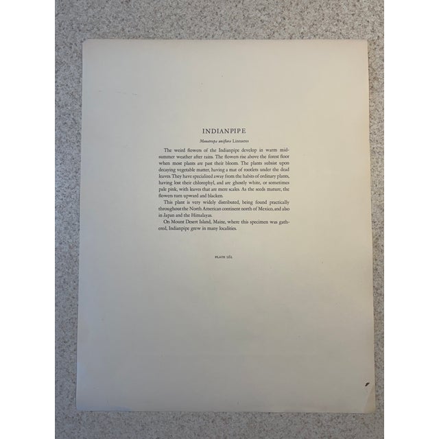 Indianpipe Beautiful two page botanical color print pair from a very fine 19th C. archive. 11" x 14", unframed. Crisp and...