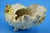 Antique Shell-Shaped Porcelain Centrepiece from C.G Schierholz & Sohn Manufactory of Plaue, Germany, 1800s For Sale - Image 4 of 18