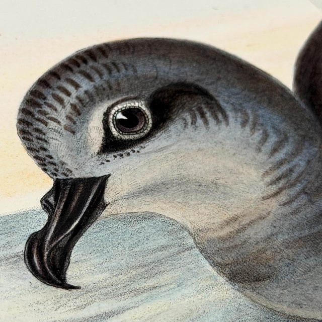 Rare Gould Pattern Gallery, 19th Century Hand-Colored Lithographs From John Gould’s Birds of Australia | Custom Mat Selection - Set of 6 For Sale - Image 15 of 18