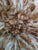Early 21st Century Juju Hat Beige of 24" - 60 Cm For Sale - Image 5 of 6