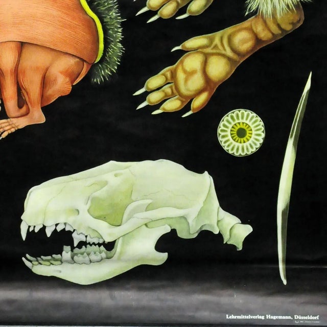 Vintage Hedgehog Rollable Wall Chart Poster Print by Jung Koch Quentell For Sale - Image 4 of 6