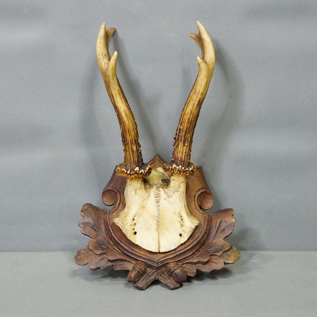 1900 - 1909 Set of Three Antique Roe Deer Trophies on Carved Plaques Germany Ca. 1900 For Sale - Image 5 of 7