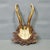 1900 - 1909 Set of Three Antique Roe Deer Trophies on Carved Plaques Germany Ca. 1900 For Sale - Image 5 of 7