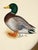 This hand-painted painting captures the elegance of a Mallard in breathtaking detail. Every brushstroke, meticulously...