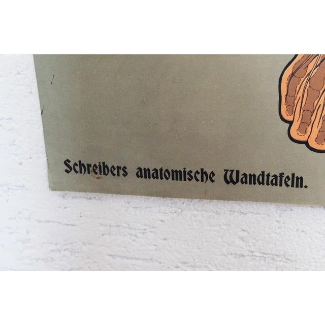 Antique Illustration Anatomy Poster For Sale - Image 6 of 11