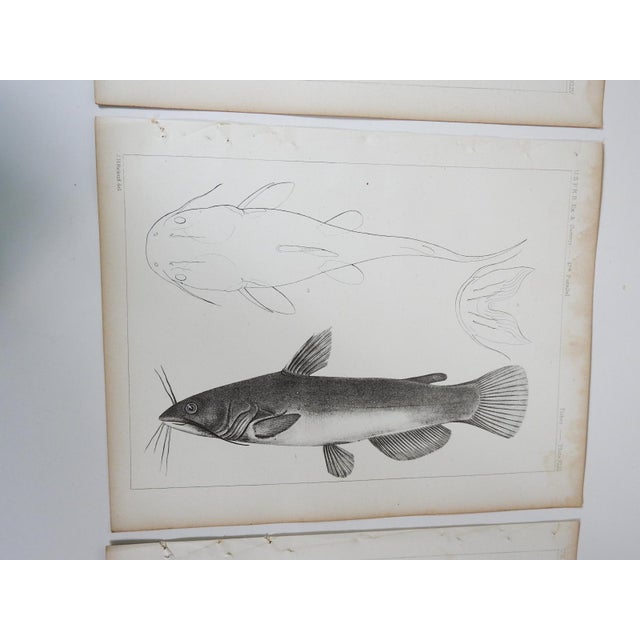 Rustic Mid 19th Century Us Pacifc Railroad Fish Lithograph Book Plate - Set of 3 For Sale - Image 3 of 8