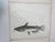 Rustic Mid 19th Century Us Pacifc Railroad Fish Lithograph Book Plate - Set of 3 For Sale - Image 3 of 8