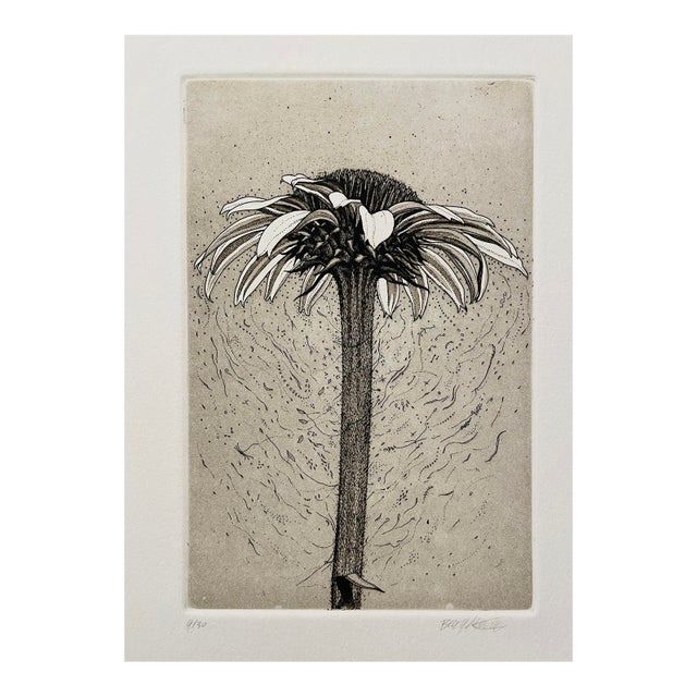 1990s Coneflower Botanical Etching For Sale