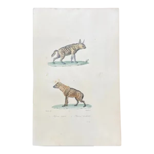 French Antique 18th Century "Hyene Rayee" Animal Engraving Hand Colored Signed Artwork