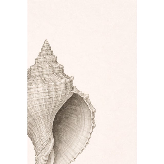 Paper Conch Shell Study, Minimal Coastal Still Life Art Print, 24" × 36" For Sale - Image 7 of 10