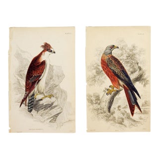 Hawk Engraving Prints by William Lizars - a Pair For Sale