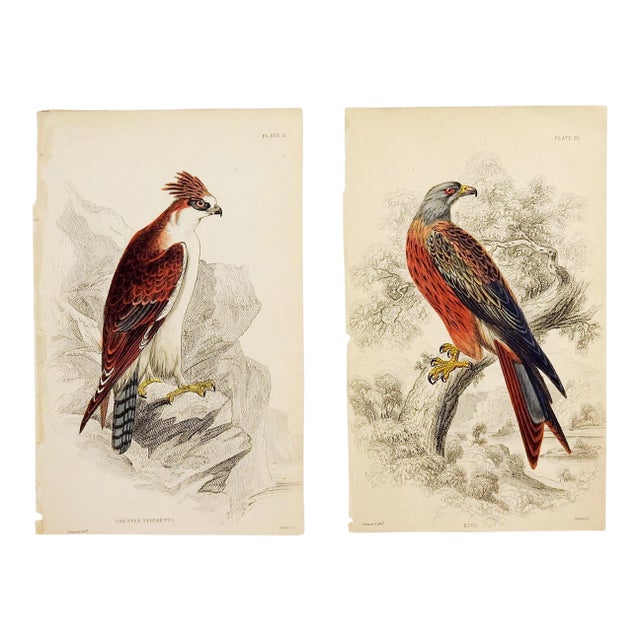 Hawk Engraving Prints by William Lizars - a Pair For Sale