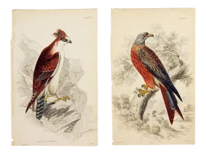 Hawk Engraving Prints by William Lizars - a Pair