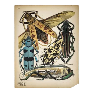 Original Seguy Insect From 1924 Antique Pochoir Plate #3