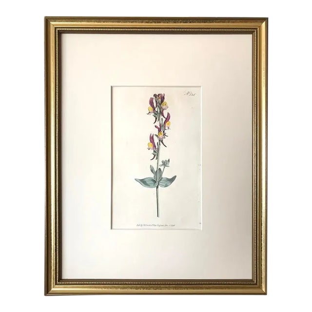 Antique Original Hand Colored Curtis Floral Botanical Etching 1796 For Sale