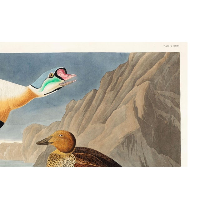 Paper King Duck, Vintage Art Print Reproduction From Birds of America by John James Audubon, 24" X 16" For Sale - Image 7 of 9