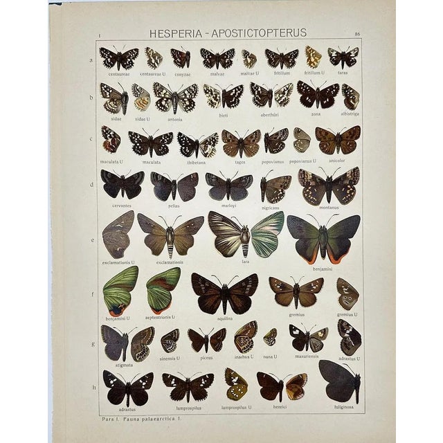 Presenting a beautiful pair of original antique chromolithographs featuring exquisitely detailed butterfly specimens....