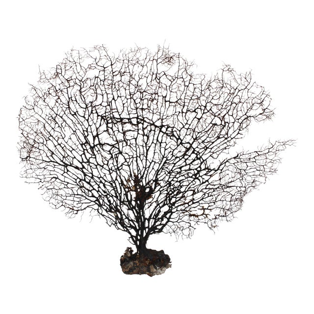 Large Natural Sea Fan Coral Chairish