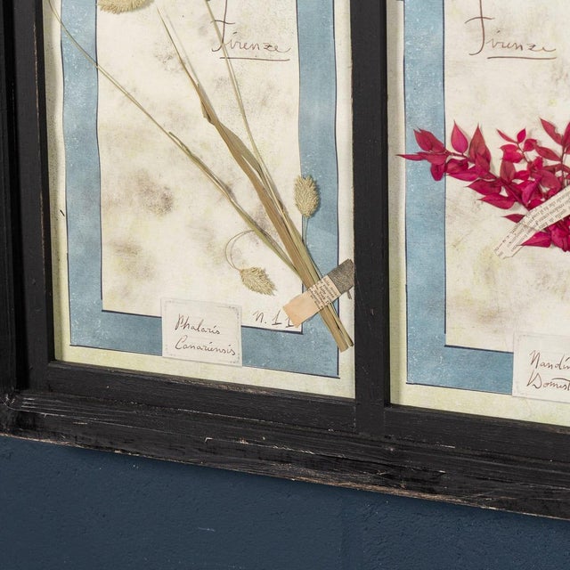 20th Century Italian Large Oak Frame with Pressed Flowers and Herbs For Sale - Image 14 of 18