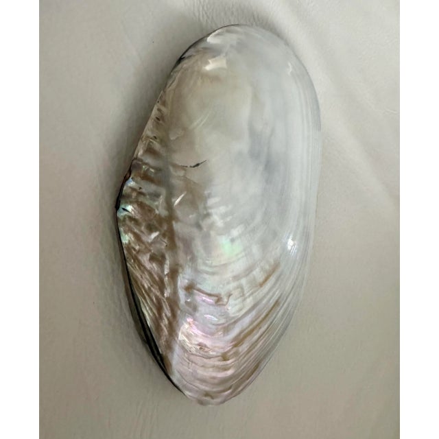 1990s Large Natural Clam Decorative Box For Sale - Image 5 of 5